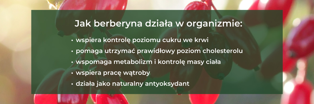 berberyna działanie w organizmie