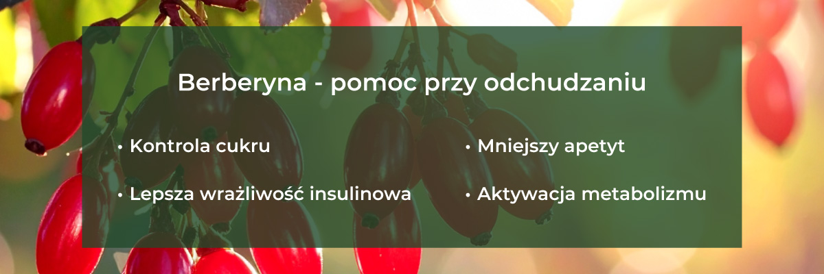 berberyna pomoc przy odchudzaniu