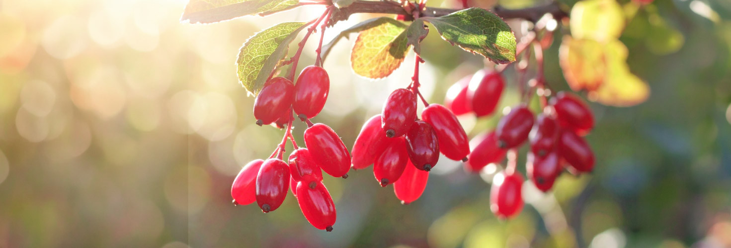 Moc berberyny - wszystko co warto wiedzieć na jej temat