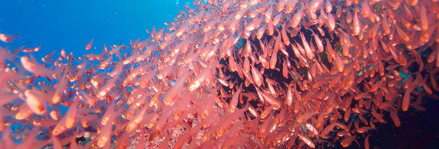 Olej z kryla – właściwości, działanie i czy warto go stosować?